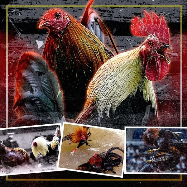 phlago featured image for online sabong page